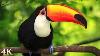 11 Hours Of Rainforest Birds In 4k Colorful Breathtaking Birds With Sound By Nature Relaxation