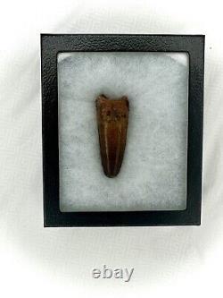 3 Spinosaurus Tooth Fossil w. Display Case and COA