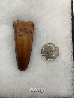 3 Spinosaurus Tooth Fossil w. Display Case and COA